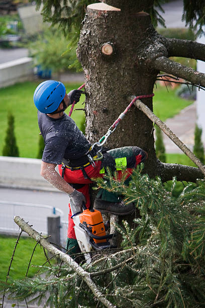 Best Tree Disease Treatment  in Chenango Bridge, NY