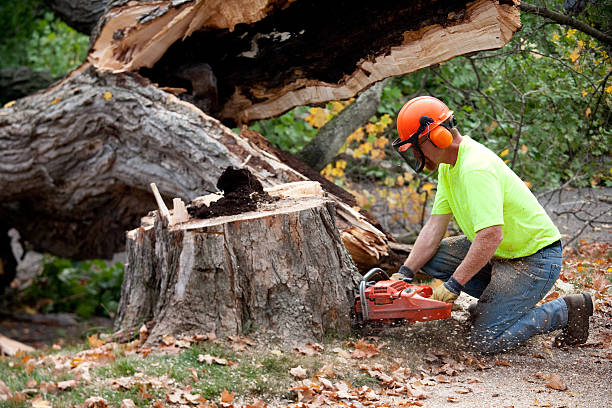  Chenango Bridge, NY Tree Removal Pros