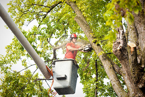 Best Seasonal Cleanup (Spring/Fall)  in Chenango Bridge, NY