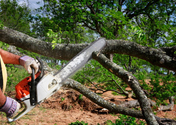 Best Tree Health Inspection  in Chenango Bridge, NY